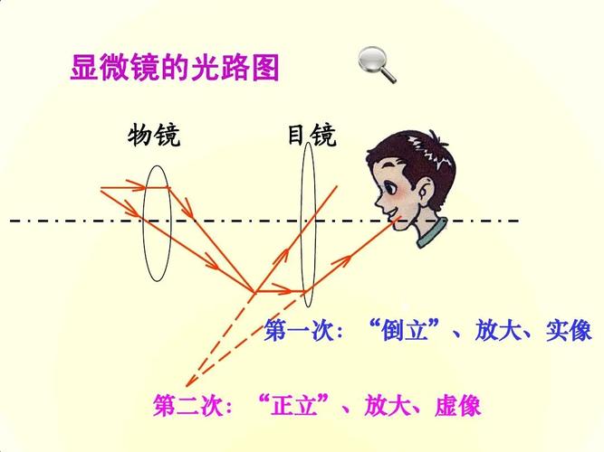 初中生物光学显微镜成像原理示意图
