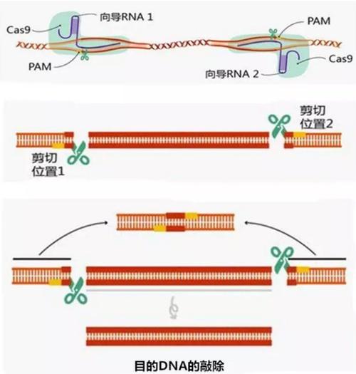 CRISPR基因编辑DNA剪切示意图