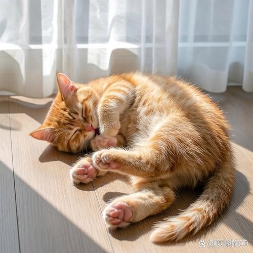出租屋奶白色毛绒床边地垫橘猫晒太阳场景
