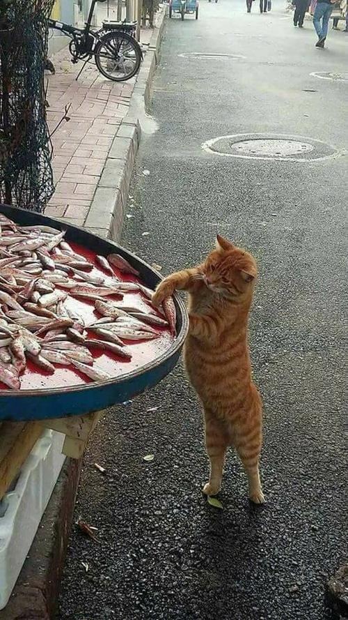 橘猫开冰箱门偷鱼场景
