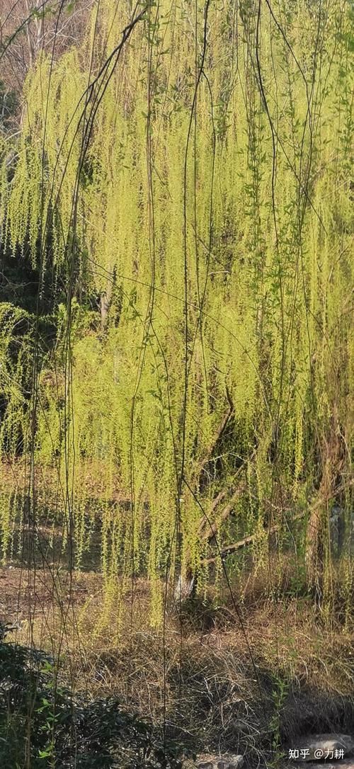 春季江南河边抽新芽的垂柳实景