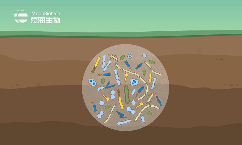 土壤微生物生态结构显微示意图