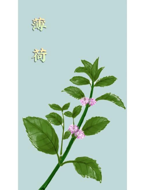 古代本草纲目书籍插图描绘薄荷植株