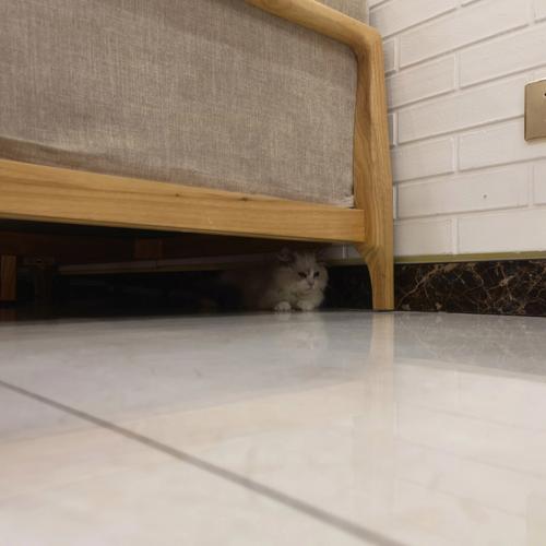 新猫入户躲沙发缝家居实拍