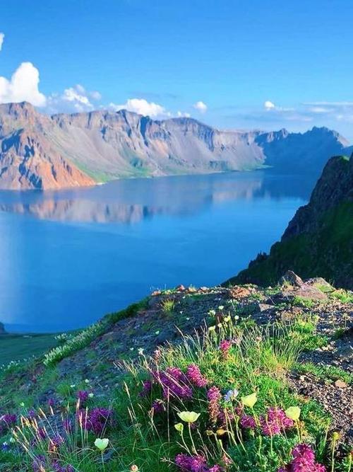 长白山天池火山岩缝隙间的高山花卉