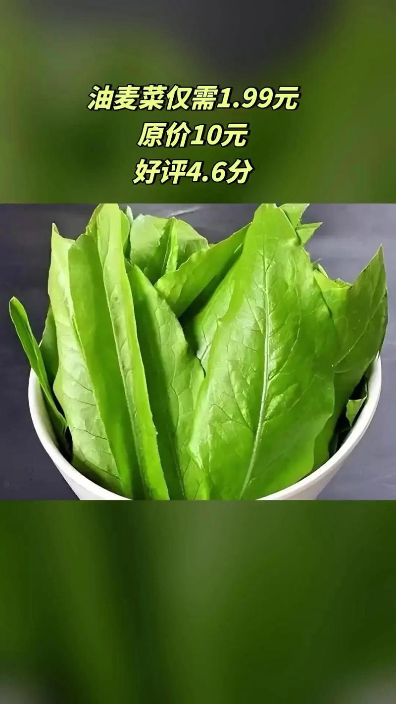退成了，阿婆塞给我一把带露的油麦菜