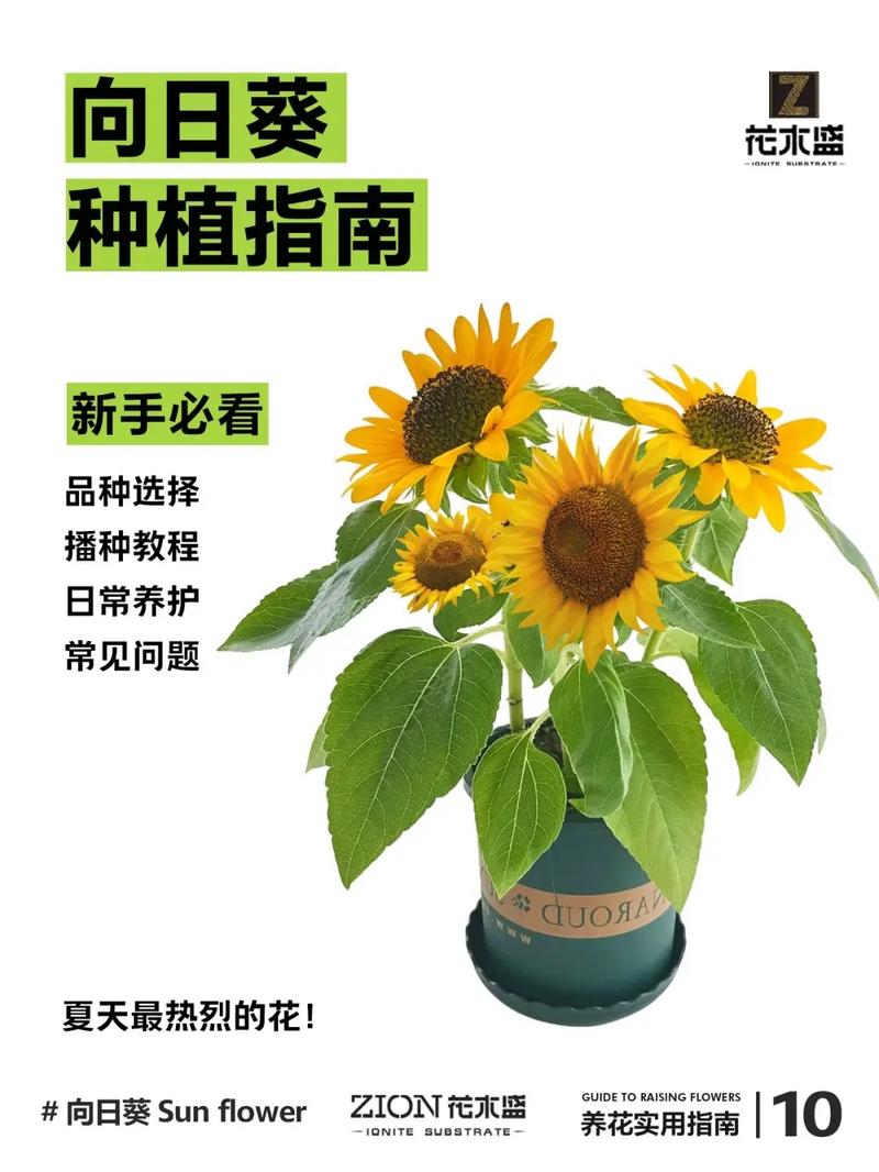 种向日葵避雷指南:我交的智商税