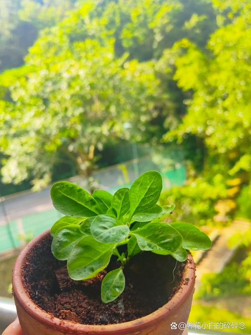 🌱 过来人的碎碎念