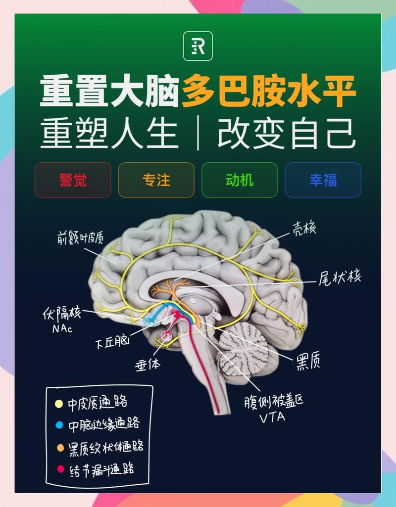 大脑多巴胺奖励机制示意图 科普