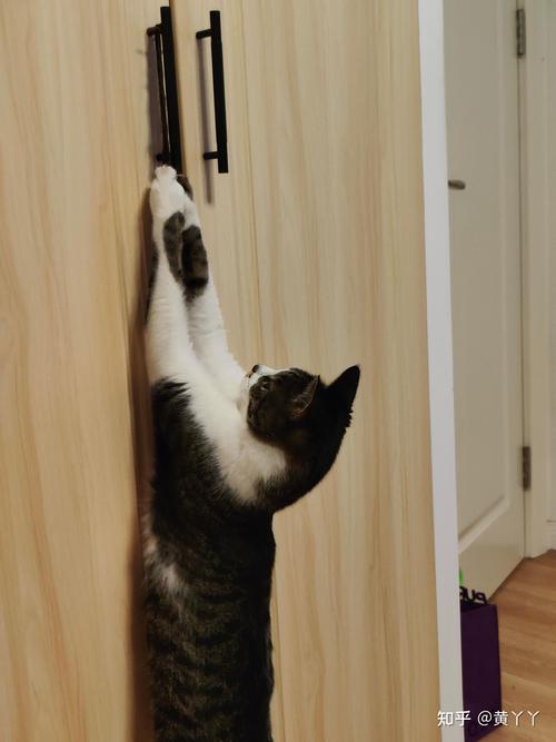 焦虑猫咪蹲在家门口扒门实拍
