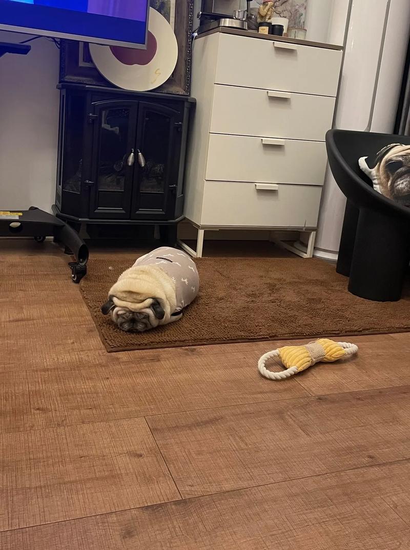 趴在家中客厅地毯上的巴哥犬