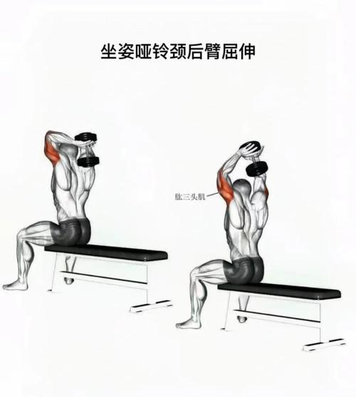 坐姿哑铃开肩轻量训练动作示范
