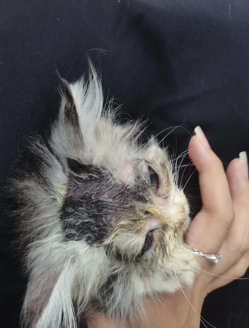 流浪猫面部猫藓掉毛症状实拍