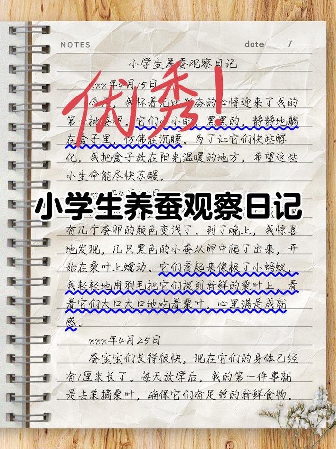 小学生放在书桌上的蚕宝宝观察日记盒