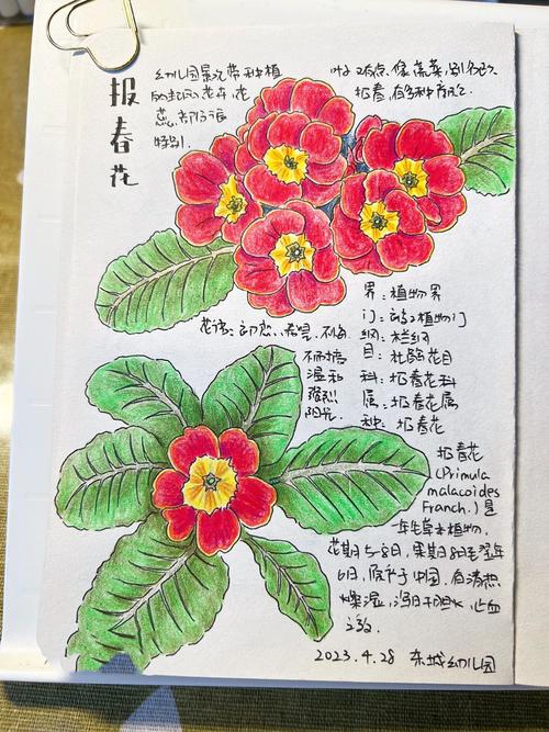 小学老师蹲在课桌旁和小学生一起看手绘植物观察笔记