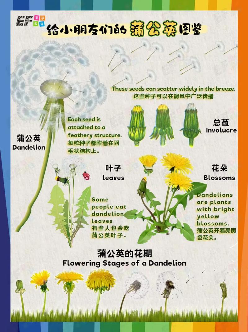 蒲公英种子风力传播结构图