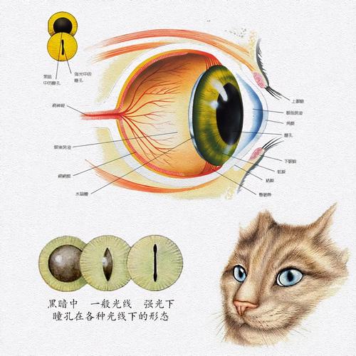 猫的瞳孔放大收缩对比解剖示意图