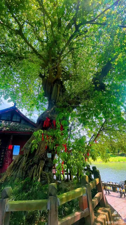 黄龙溪古树与石板路
