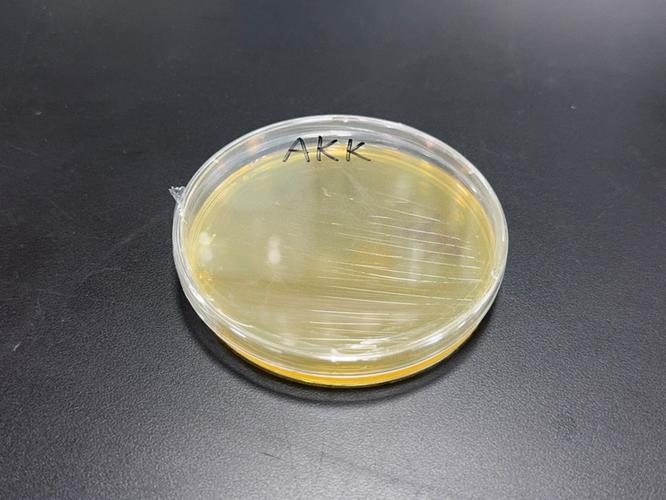 实验室培养皿中工程菌合成的PHA半透明薄膜