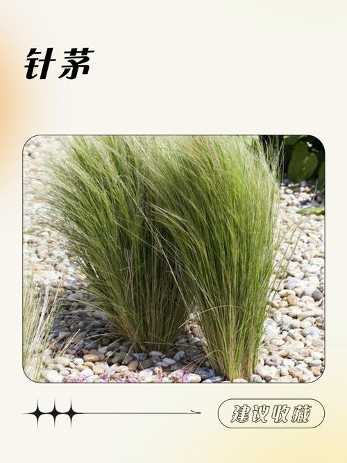 草原针茅根系与地上植株对比图