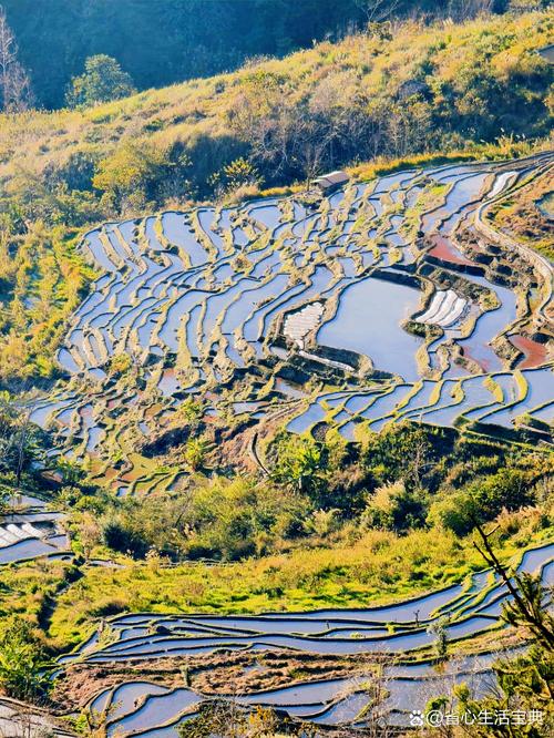 云南元阳梯田老虎嘴秋日金色梯田
