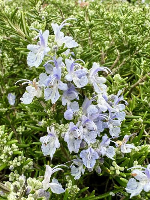 中世纪修道院花园里的迷迭香丛