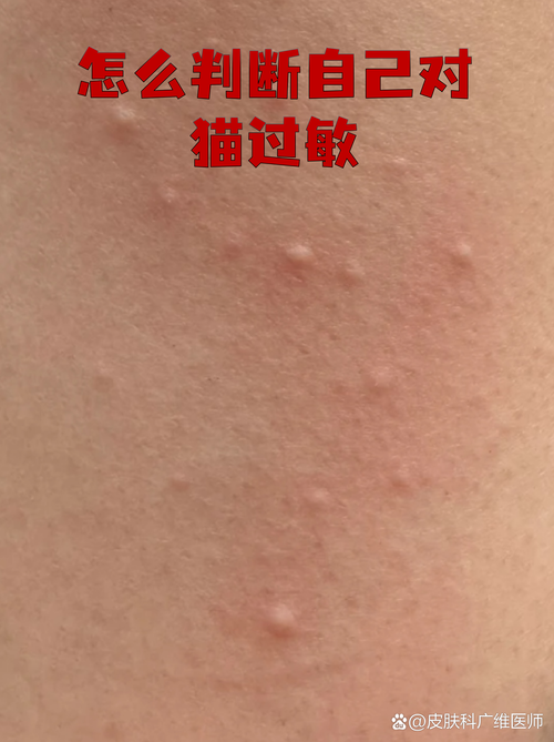 猫皮肤过敏原蛋白分布示意图