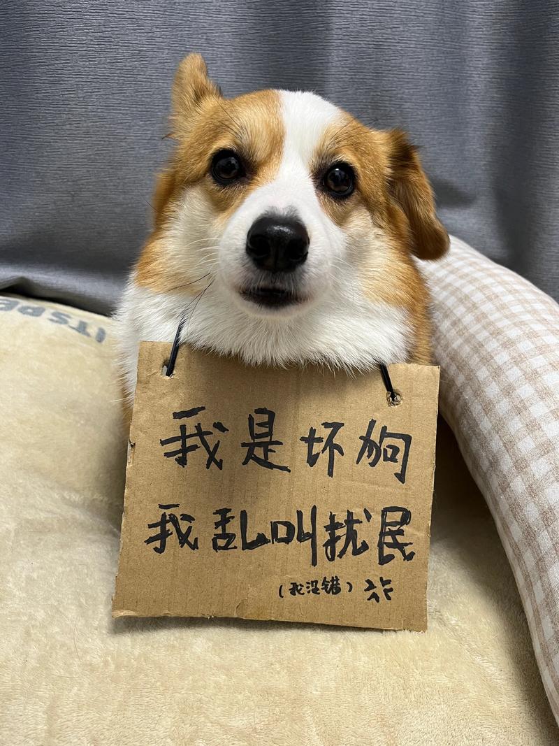 主人打骂乱叫狗狗错误示范