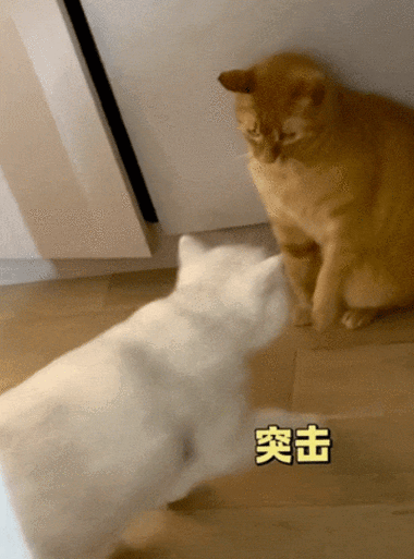 猫咪突然弹射跳到主人头上搞笑视频截图