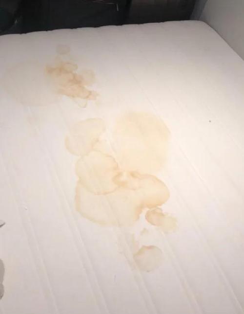 猫咪墙角标记尿渍对比正常排尿痕迹