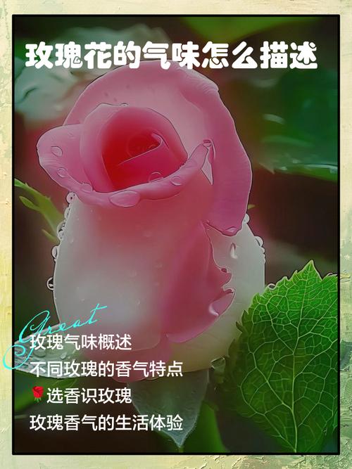 香味是玫瑰的灵魂，可惜很多品种弄丢了