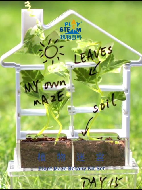 小学植物向光性分组实验对比图