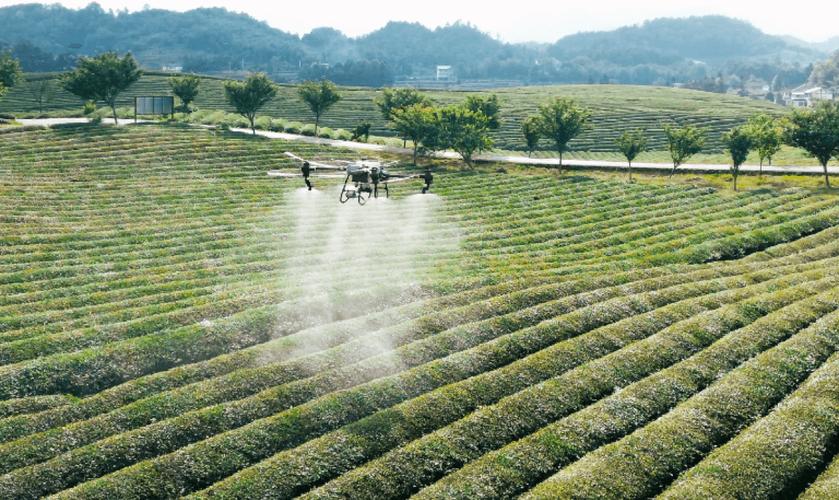植保无人机在南京丘陵茶园上空喷洒作业