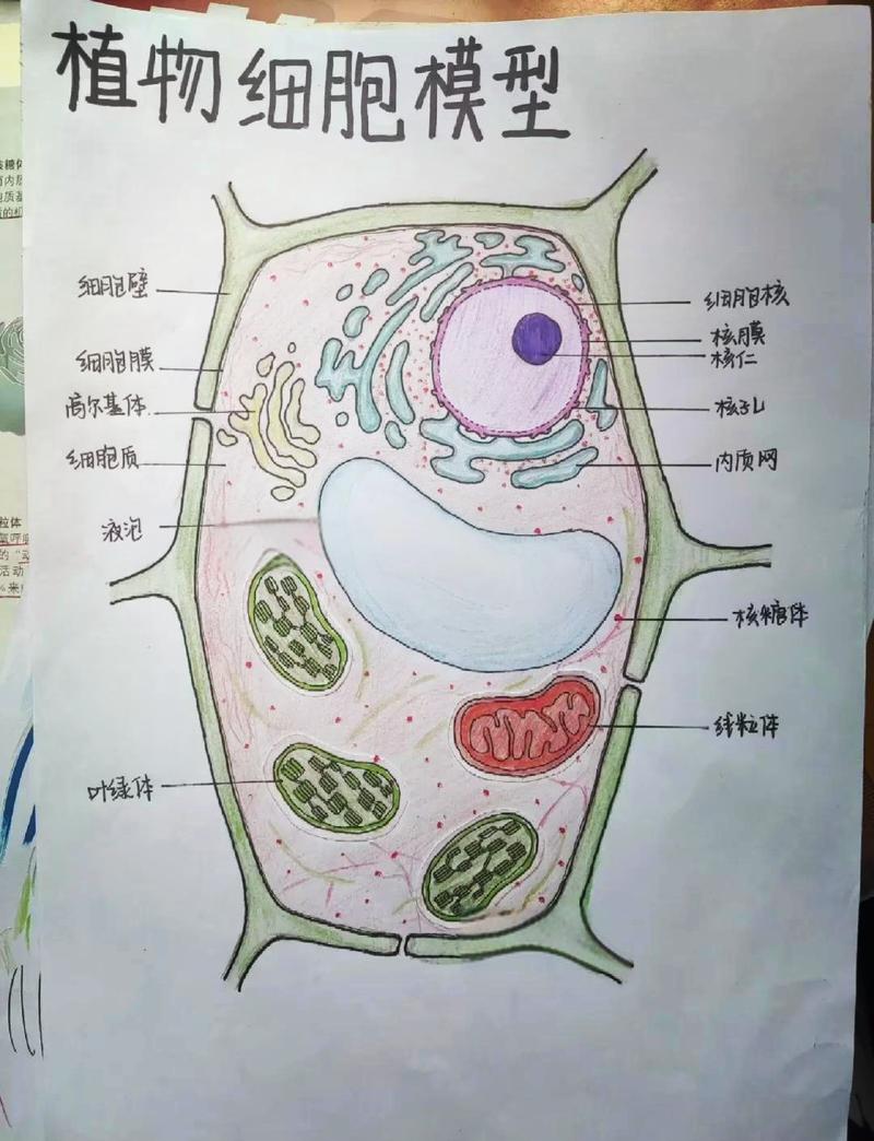 中学生物细胞器功能标注示意图