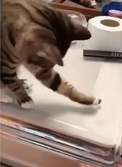 猫咪推下桌上水杯