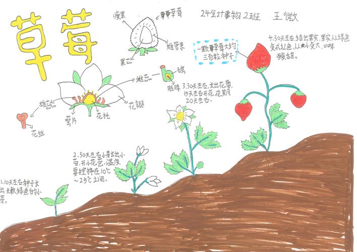 小学科学学生户外观察自然笔记手稿