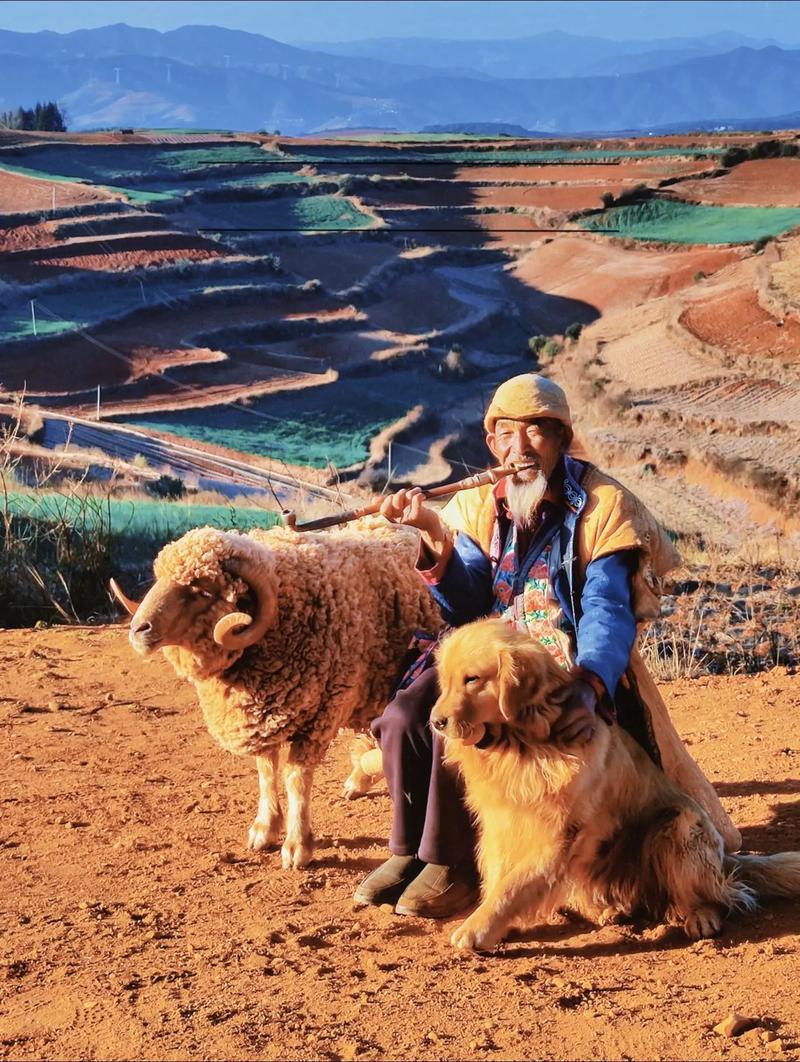 格鲁吉亚山区放羊老人