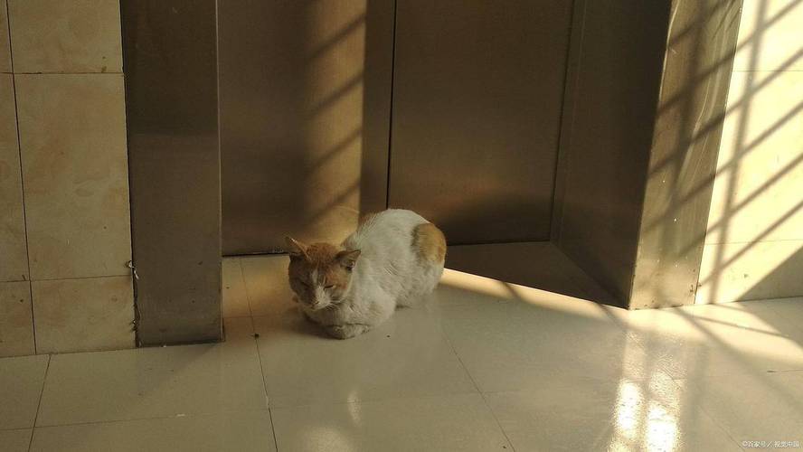 家用监控拍摄的猫咪独自在家趴在门垫上的截图