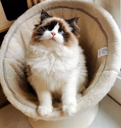 家养布偶猫蹲在卧室门边扒门