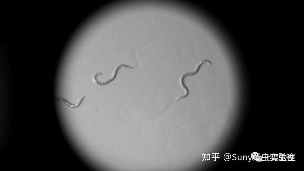 维克托·安布罗斯和加里·鲁夫昆在实验室观察旁丽隐杆线虫显微图像