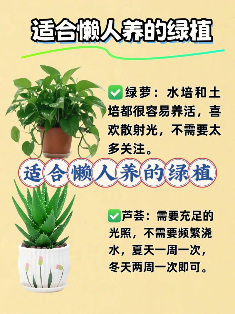 懒出来的松弛，才是养绿植的意义