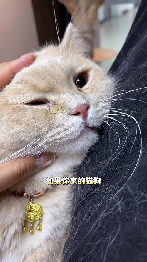 健康宠物与患病宠物眼角分泌物对比图