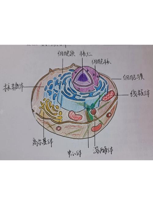 初中生物课本动物细胞结构手绘示意图