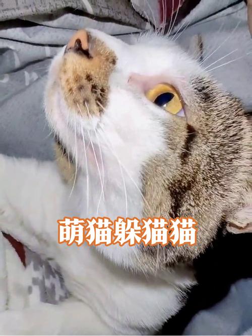 应激家养猫咪躲沙发缝实拍