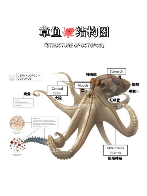 章鱼触手神经结构模仿项目管理分权示意图