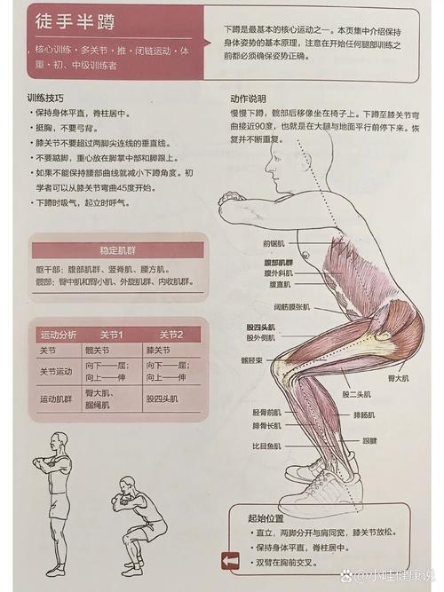 标准徒手蹲起动作侧面示范图