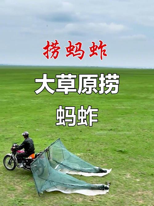内蒙古呼伦贝尔草原原生草甸带蚂蚱栖息的近景