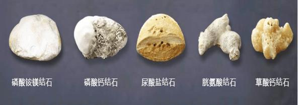 犬猫取出的不同成分泌尿结石对比图