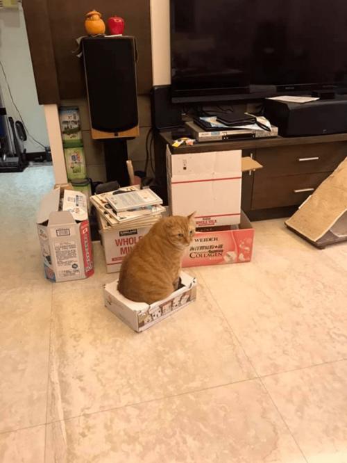 橘猫缩在纸箱里只露出脑袋