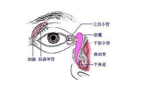 婴儿泪道结构示意图 宝宝眼部清洁
